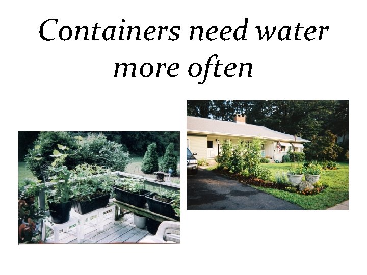 Containers need water more often 