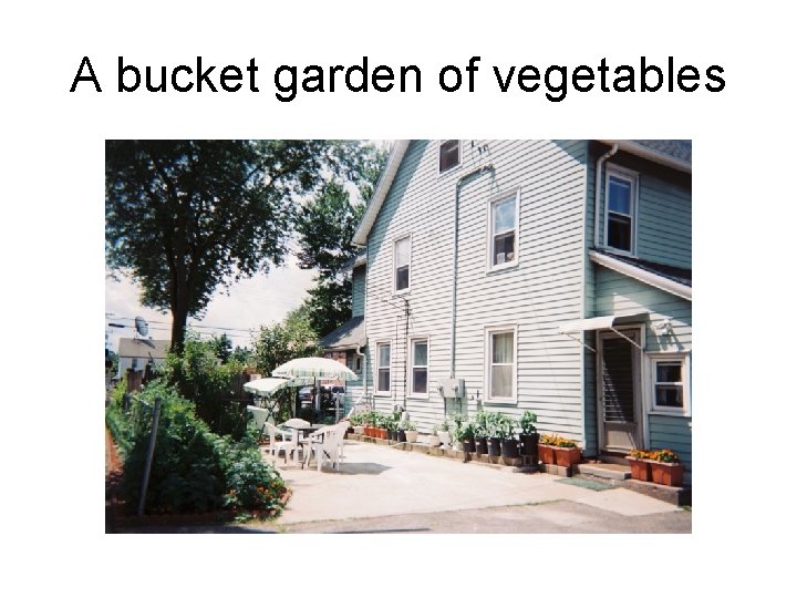 A bucket garden of vegetables 