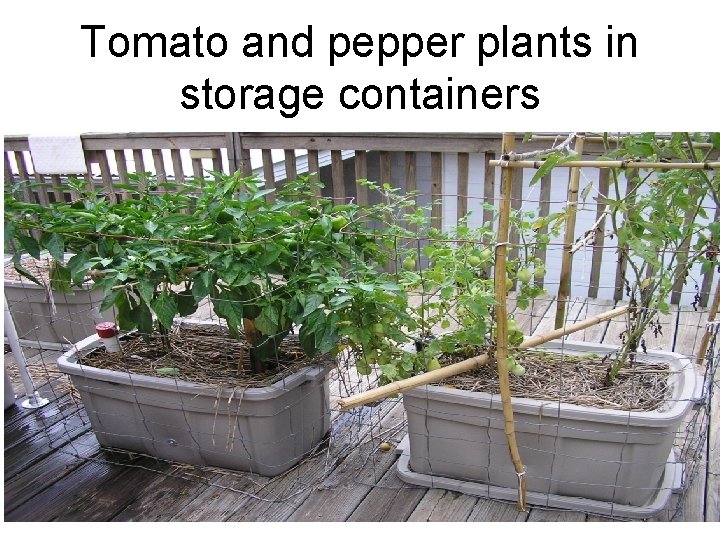 Tomato and pepper plants in storage containers 