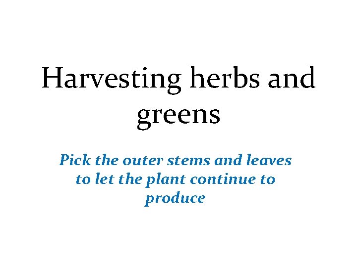 Harvesting herbs and greens Pick the outer stems and leaves to let the plant