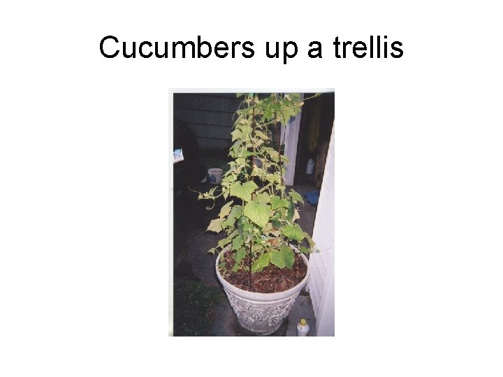 Cucumbers up a trellis 