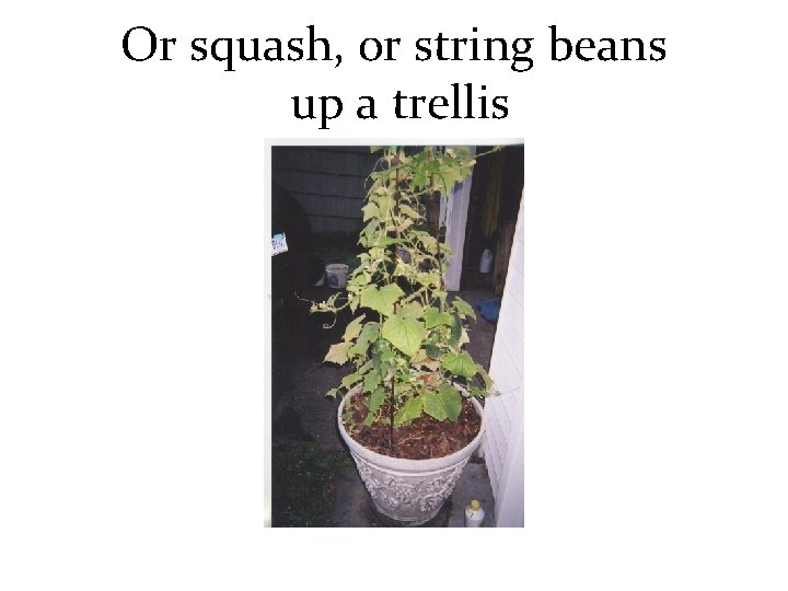 Or squash, or string beans up a trellis 