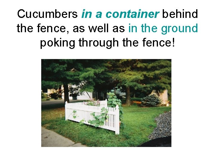 Cucumbers in a container behind the fence, as well as in the ground poking