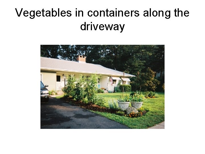 Vegetables in containers along the driveway 