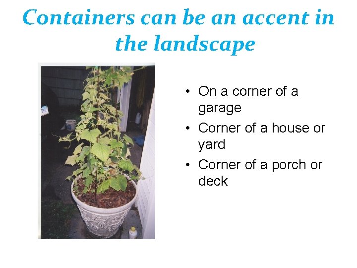 Containers can be an accent in the landscape • On a corner of a