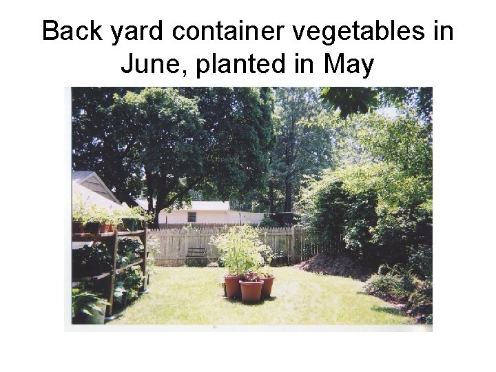 Back yard container vegetables in June, planted in May 