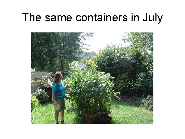 The same containers in July 
