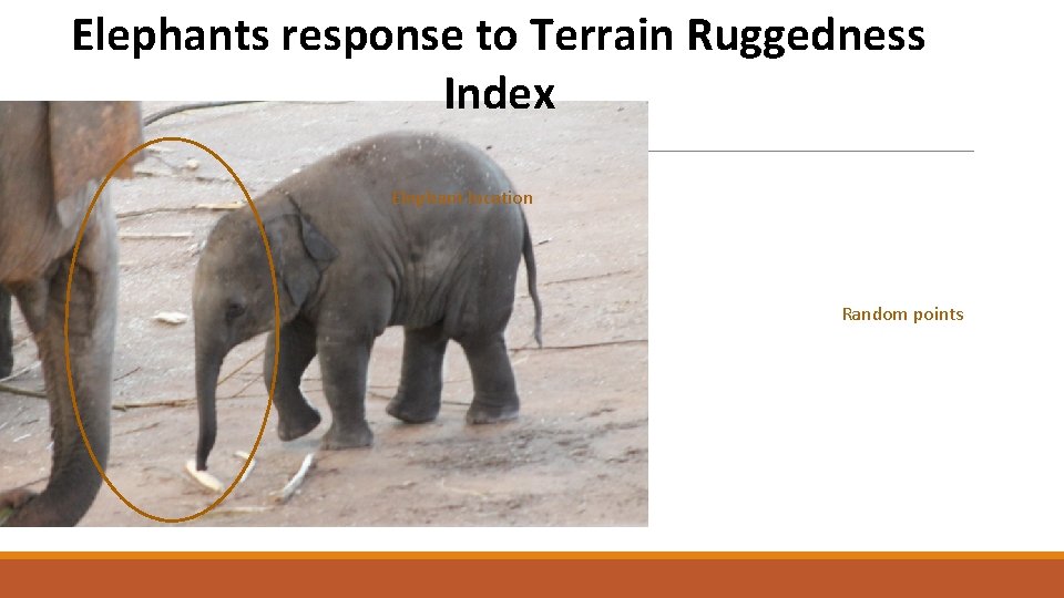 Elephants response to Terrain Ruggedness Index Elephant location Random points 