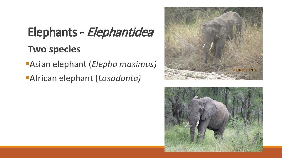 Elephants - Elephantidea Two species §Asian elephant (Elepha maximus) §African elephant (Loxodonta) 