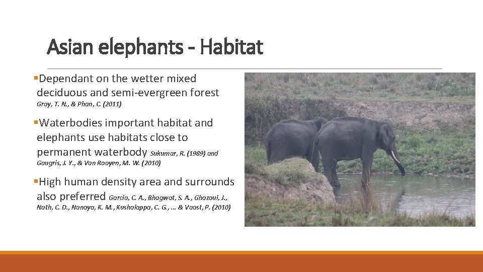 Asian elephants - Habitat §Dependant on the wetter mixed deciduous and semi-evergreen forest Gray,