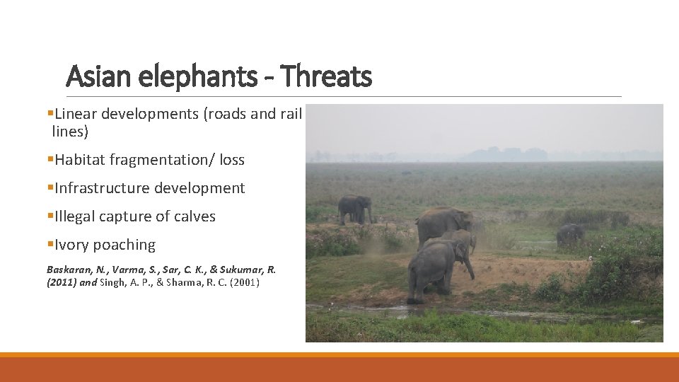 Asian elephants - Threats §Linear developments (roads and rail lines) §Habitat fragmentation/ loss §Infrastructure