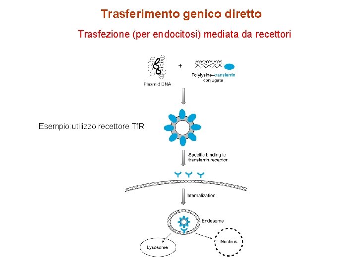 Trasferimento genico diretto Trasfezione (per endocitosi) mediata da recettori Esempio: utilizzo recettore Tf. R