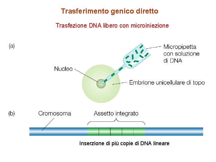 Trasferimento genico diretto Trasfezione DNA libero con microiniezione Inserzione di più copie di DNA