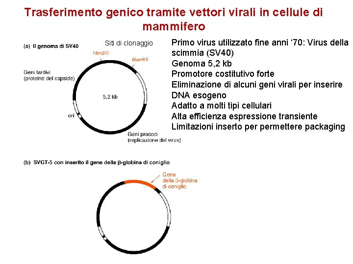 Trasferimento genico tramite vettori virali in cellule di mammifero Siti di clonaggio Primo virus