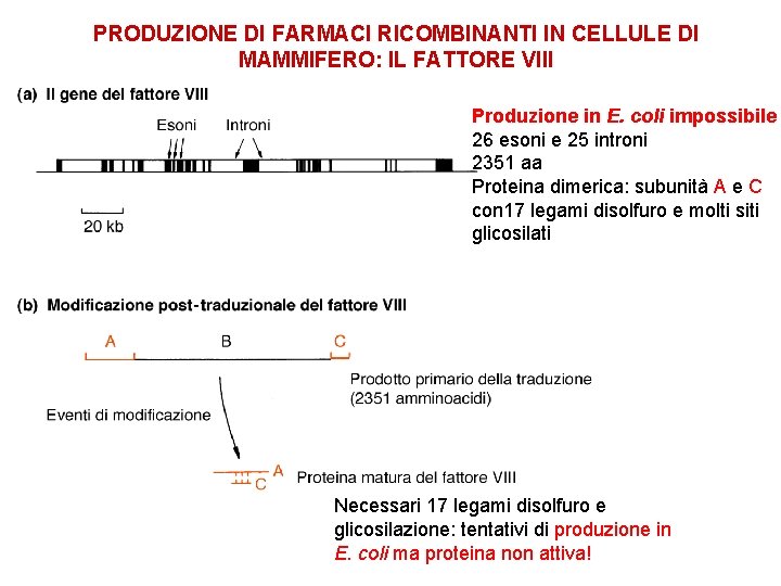 PRODUZIONE DI FARMACI RICOMBINANTI IN CELLULE DI MAMMIFERO: IL FATTORE VIII Produzione in E.