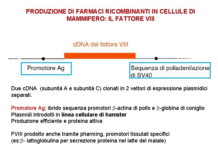 PRODUZIONE DI FARMACI RICOMBINANTI IN CELLULE DI MAMMIFERO: IL FATTORE VIII Due c. DNA