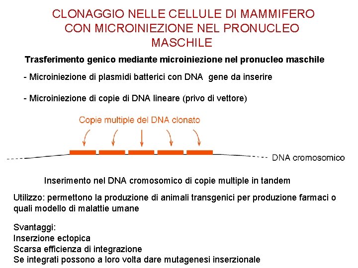 CLONAGGIO NELLE CELLULE DI MAMMIFERO CON MICROINIEZIONE NEL PRONUCLEO MASCHILE Trasferimento genico mediante microiniezione