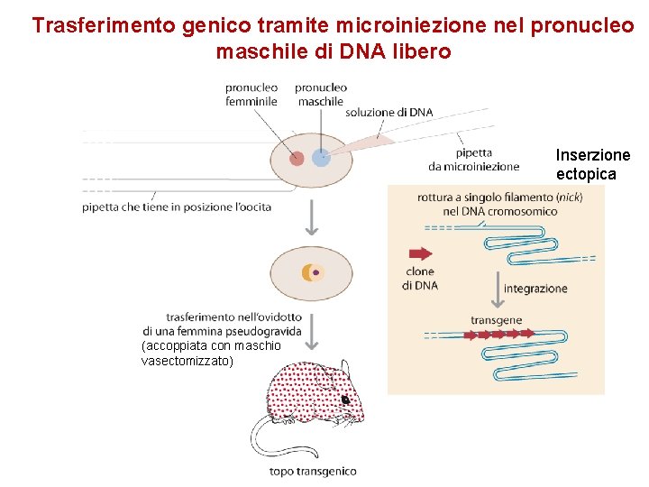 Trasferimento genico tramite microiniezione nel pronucleo maschile di DNA libero Inserzione ectopica (accoppiata con