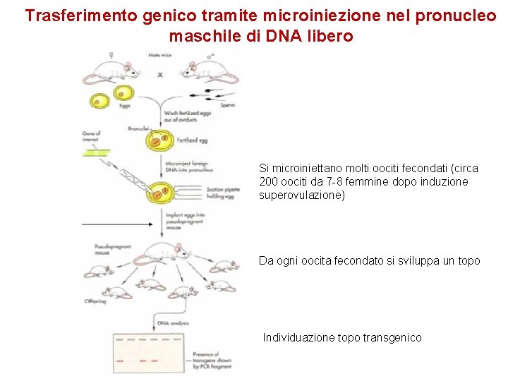Trasferimento genico tramite microiniezione nel pronucleo maschile di DNA libero Si microiniettano molti oociti