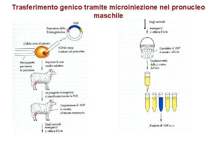 Trasferimento genico tramite microiniezione nel pronucleo maschile 