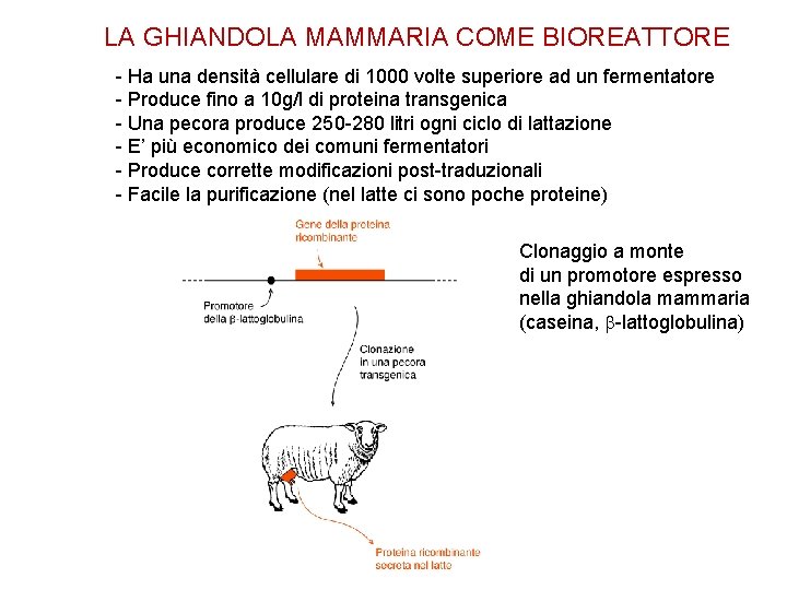 LA GHIANDOLA MAMMARIA COME BIOREATTORE - Ha una densità cellulare di 1000 volte superiore