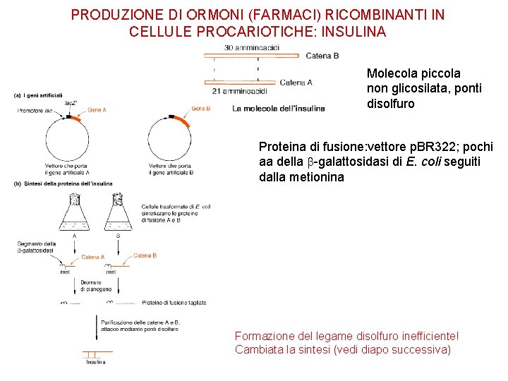 PRODUZIONE DI ORMONI (FARMACI) RICOMBINANTI IN CELLULE PROCARIOTICHE: INSULINA Molecola piccola non glicosilata, ponti