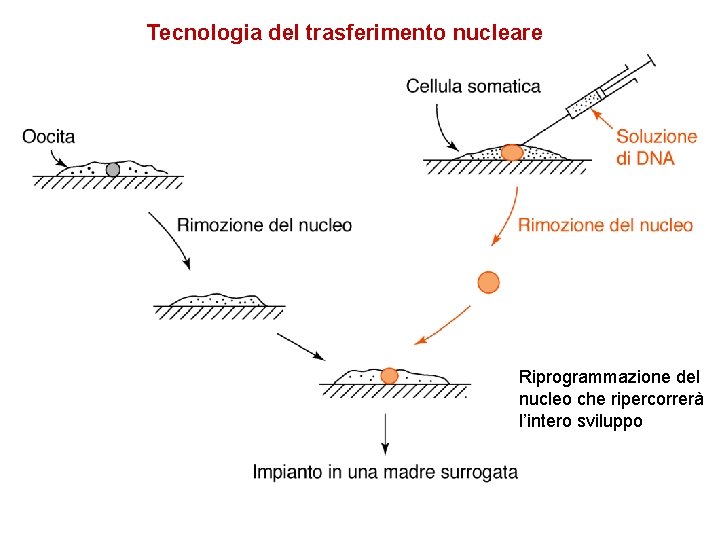 Tecnologia del trasferimento nucleare Riprogrammazione del nucleo che ripercorrerà l’intero sviluppo 