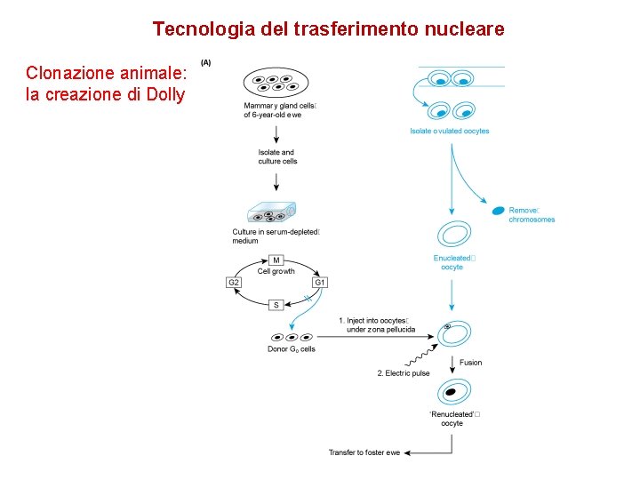 Tecnologia del trasferimento nucleare Clonazione animale: la creazione di Dolly 