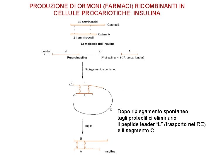 PRODUZIONE DI ORMONI (FARMACI) RICOMBINANTI IN CELLULE PROCARIOTICHE: INSULINA Dopo ripiegamento spontaneo tagli proteolitici