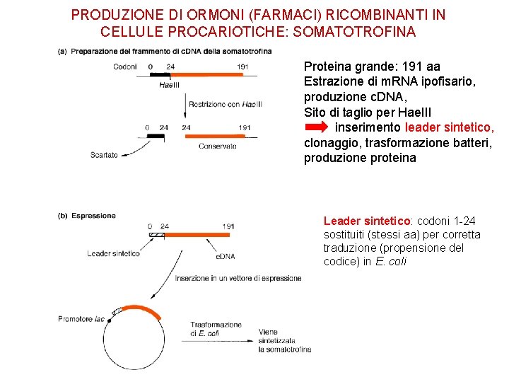 PRODUZIONE DI ORMONI (FARMACI) RICOMBINANTI IN CELLULE PROCARIOTICHE: SOMATOTROFINA Proteina grande: 191 aa Estrazione