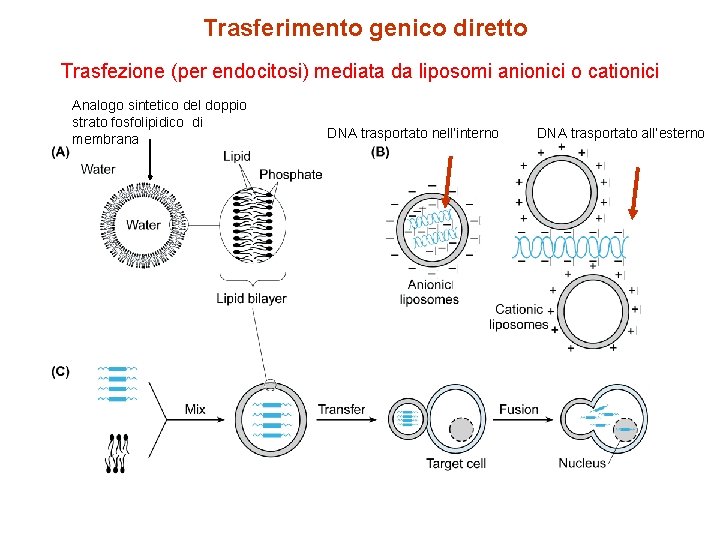 Trasferimento genico diretto Trasfezione (per endocitosi) mediata da liposomi anionici o cationici Analogo sintetico