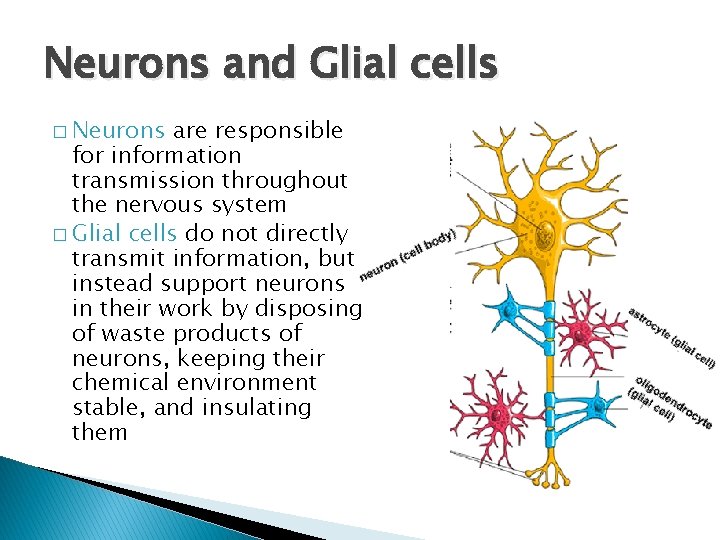 Neuroscience Neurons and Glial cells Neurons are responsible