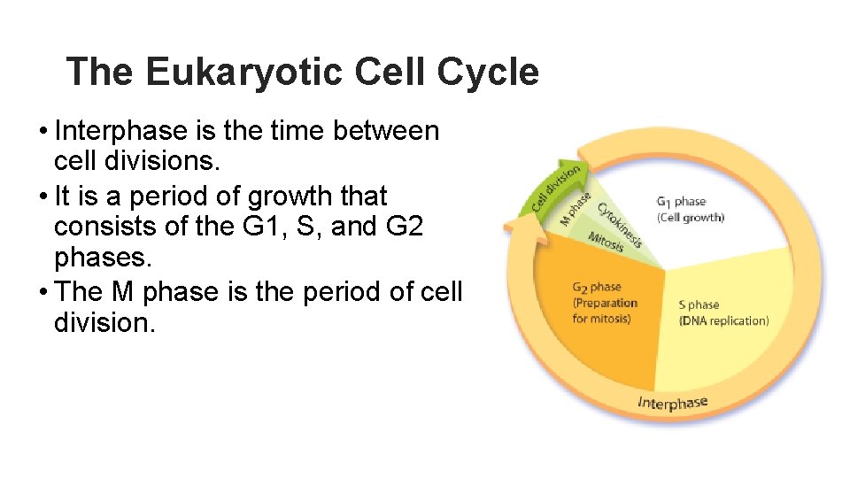 The Eukaryotic Cell Cycle • Interphase is the time between cell divisions. • It