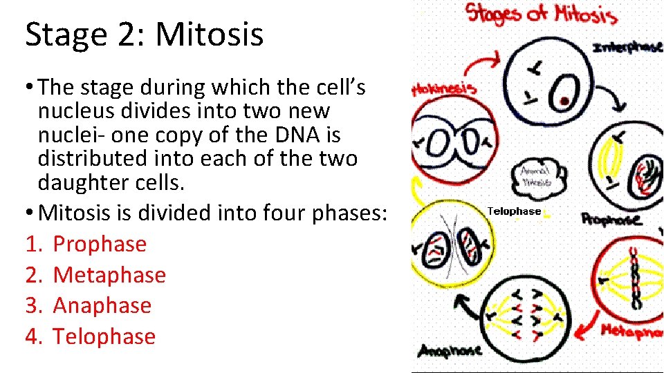 Stage 2: Mitosis • The stage during which the cell’s nucleus divides into two