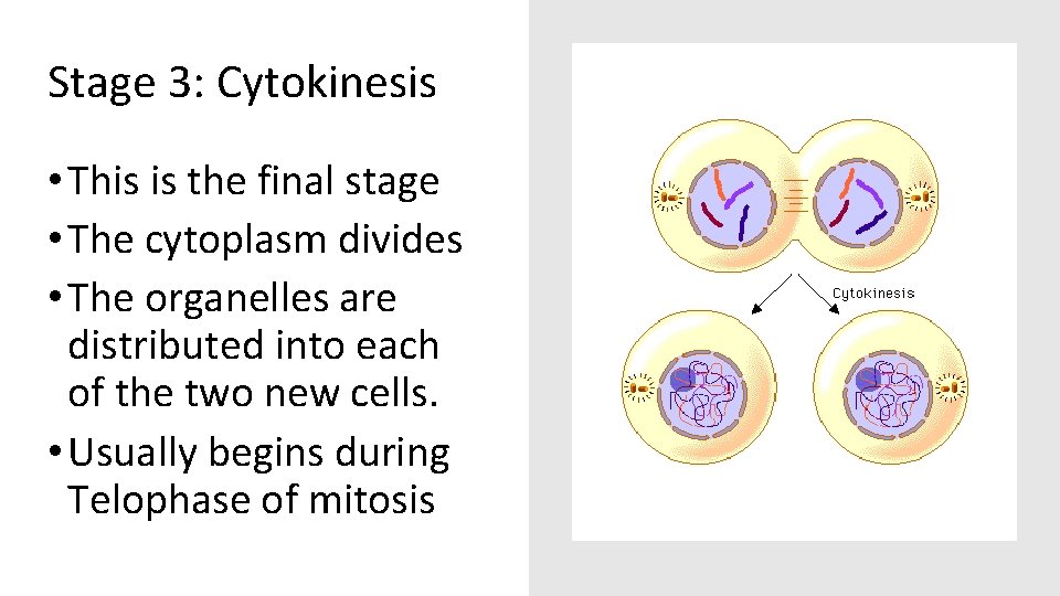 Stage 3: Cytokinesis • This is the final stage • The cytoplasm divides •