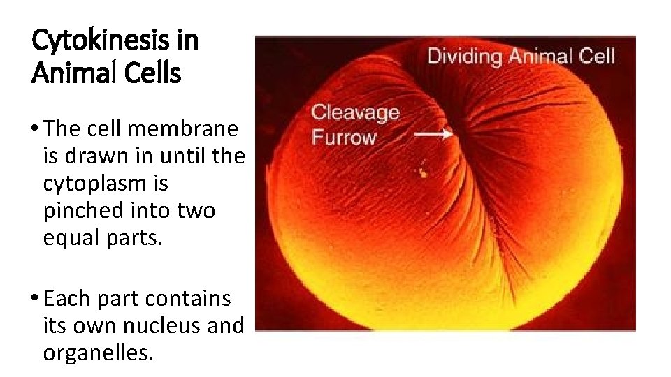Cytokinesis in Animal Cells • The cell membrane is drawn in until the cytoplasm