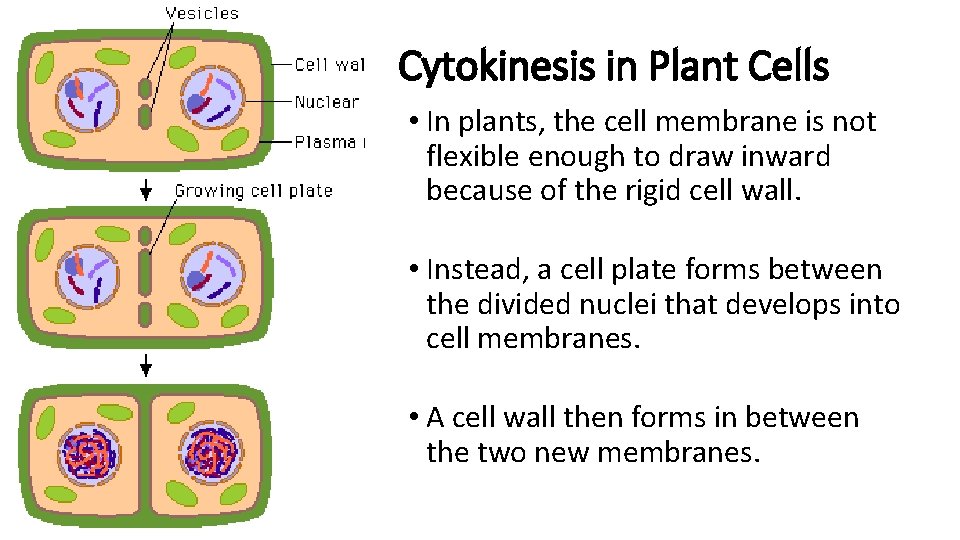 Cytokinesis in Plant Cells • In plants, the cell membrane is not flexible enough