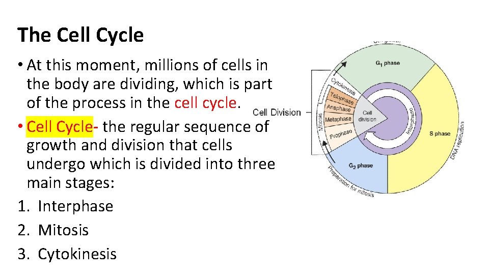 The Cell Cycle • At this moment, millions of cells in the body are