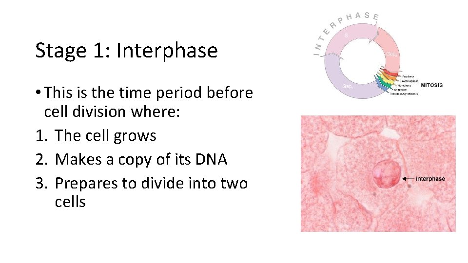 Stage 1: Interphase • This is the time period before cell division where: 1.