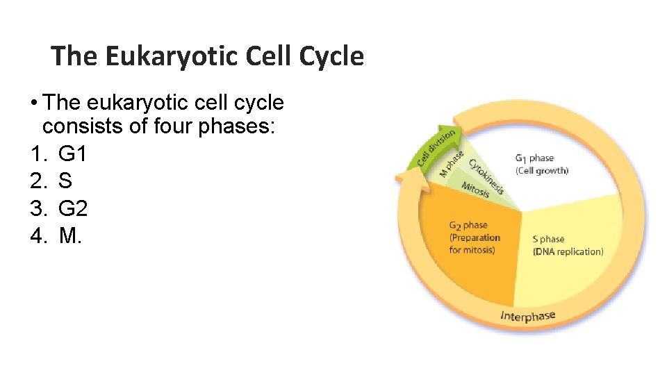 The Eukaryotic Cell Cycle • The eukaryotic cell cycle consists of four phases: 1.