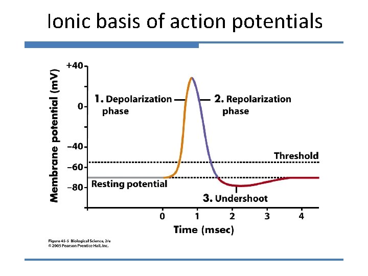 Ionic basis of action potentials 