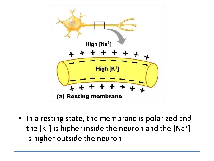  • In a resting state, the membrane is polarized and the [K+] is