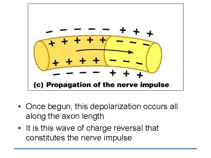  • Once begun, this depolarization occurs all along the axon length • It