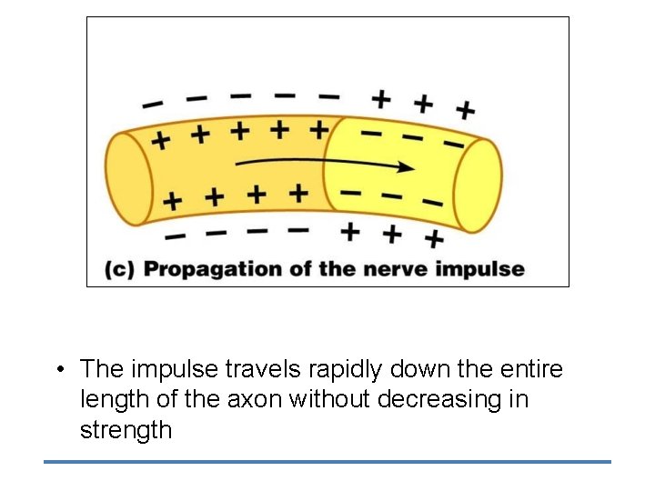  • The impulse travels rapidly down the entire length of the axon without