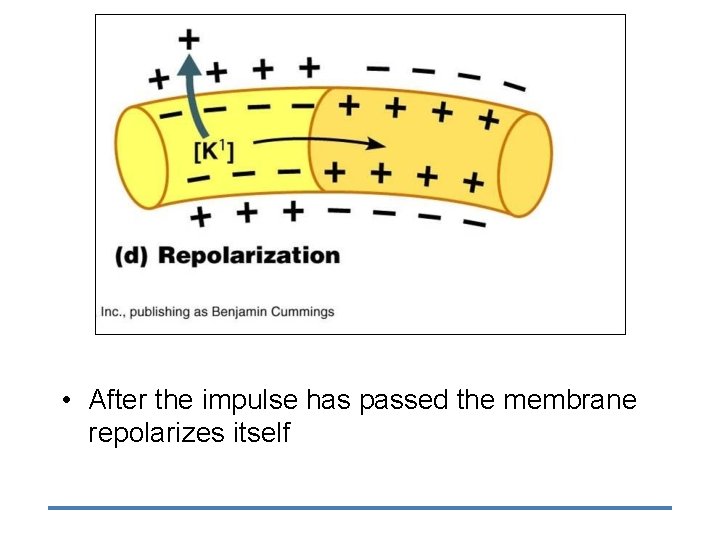  • After the impulse has passed the membrane repolarizes itself 