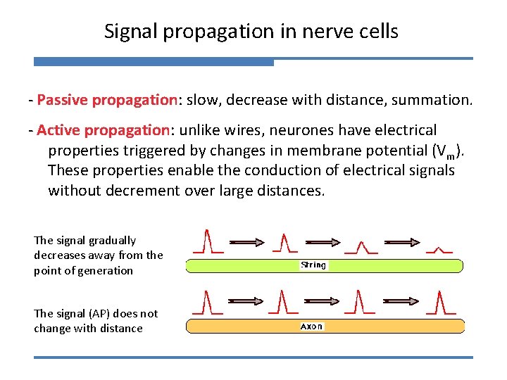 Signal propagation in nerve cells - Passive propagation: slow, decrease with distance, summation. -
