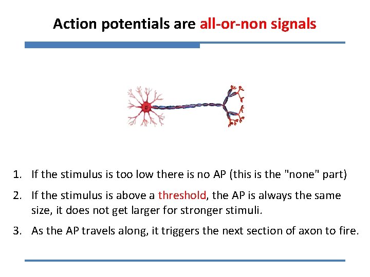 Action potentials are all-or-non signals 1. If the stimulus is too low there is