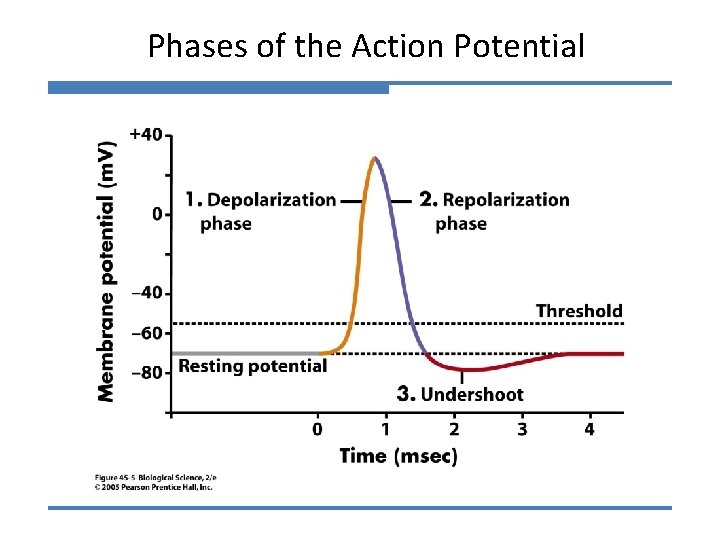 Phases of the Action Potential 