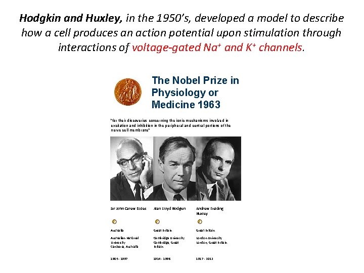 Hodgkin and Huxley, in the 1950’s, developed a model to describe how a cell