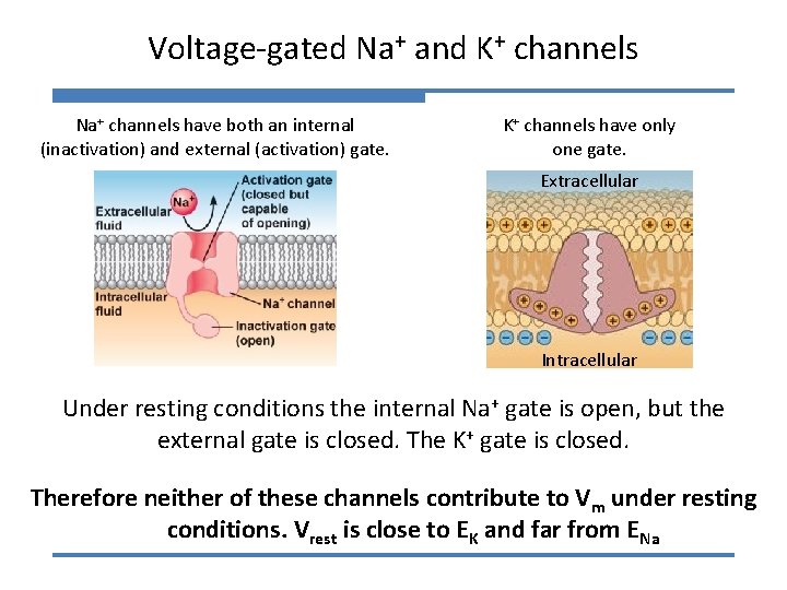 Voltage-gated Na+ and K+ channels Na+ channels have both an internal (inactivation) and external